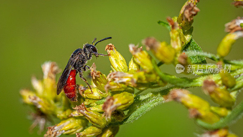 独居蜂(Sphecodes albilabris)，巨型血蜂。